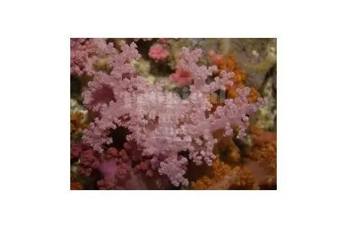 Bush Coral Pink (Scleronephthya spp) - Marine World Aquatics