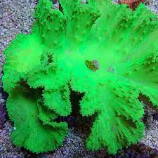 Cabbage Coral (Sinularla Dura)