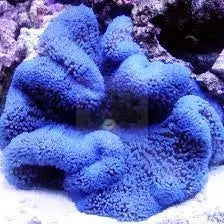 Carpet Anemone - BLUE (Stichodaqctyla haddoni) - Marine World Aquatics