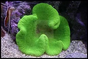 Carpet Anemone - GREEN (Stichodaqctyla haddoni) - Marine World Aquatics