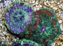 Carpet Anemone - Mini Maxi (Stichodactyla tapetum) - Marine World Aquatics
