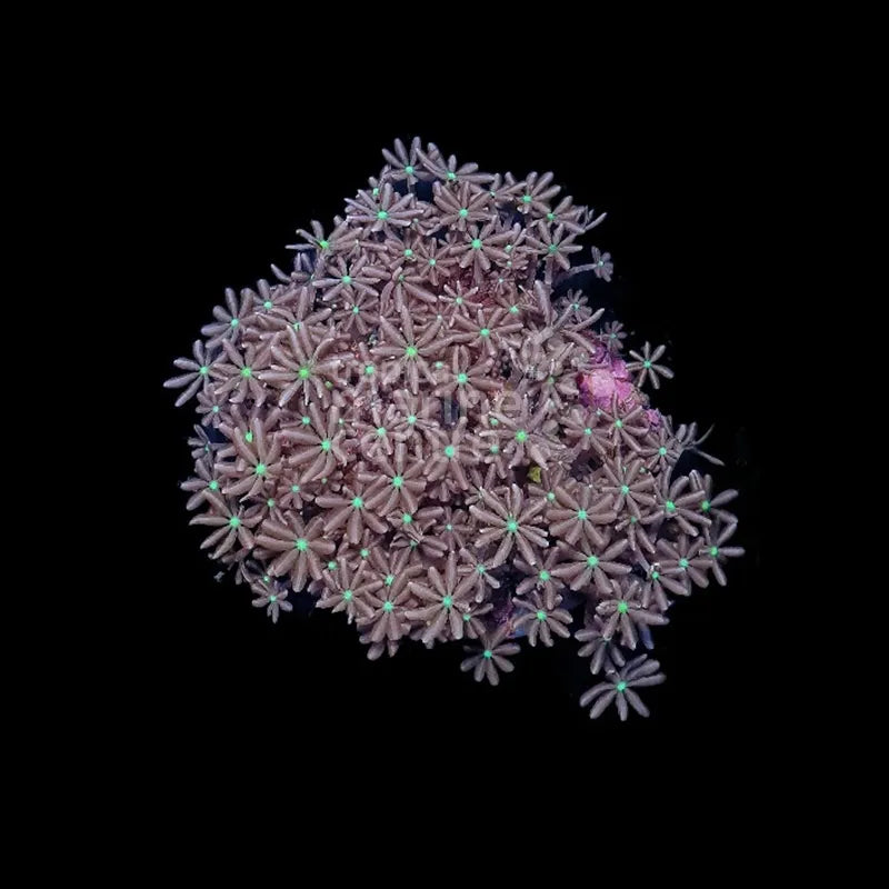 Star Polyp - Jasmin    (Cervera spp.)