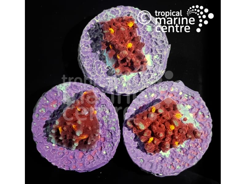 Small Chalice Frag from TMC - Vibrant Coral with Intricate Patterns for Marine Aquariums