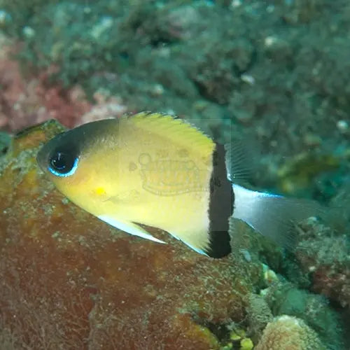 Chromis - Black Bar (Chromis retrofasciata) - Marine World Aquatics