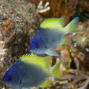 Chromis - Limbaugh's (Chromis limbaughi) - Marine World Aquatics