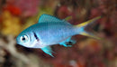 Chromis - Titanium (Chromis xanthura) - Marine World Aquatics