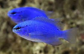 Blue Damsel (Chrysiptera cyanea)
