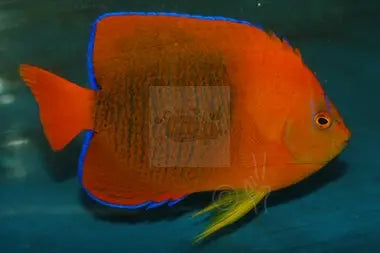 Clarion Angels Holacanthus clarionensis - Marine World Aquatics