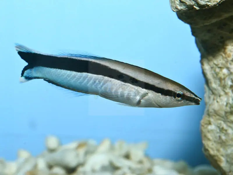 Cleaner Wrasse - West Ind Ocean (Labroides dimidiatus) - Marine World Aquatics