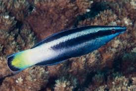 Cleaner Wrasse - Fiji Yellow Flash