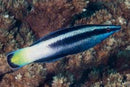 Cleaner Wrasse - Fiji Yellow Flash