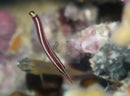 Clingfish (Diademichthys lineatus) - Marine World Aquatics