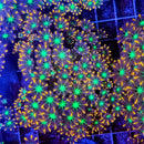 Clove polyps (Clavularia ssp) - Marine World Aquatics