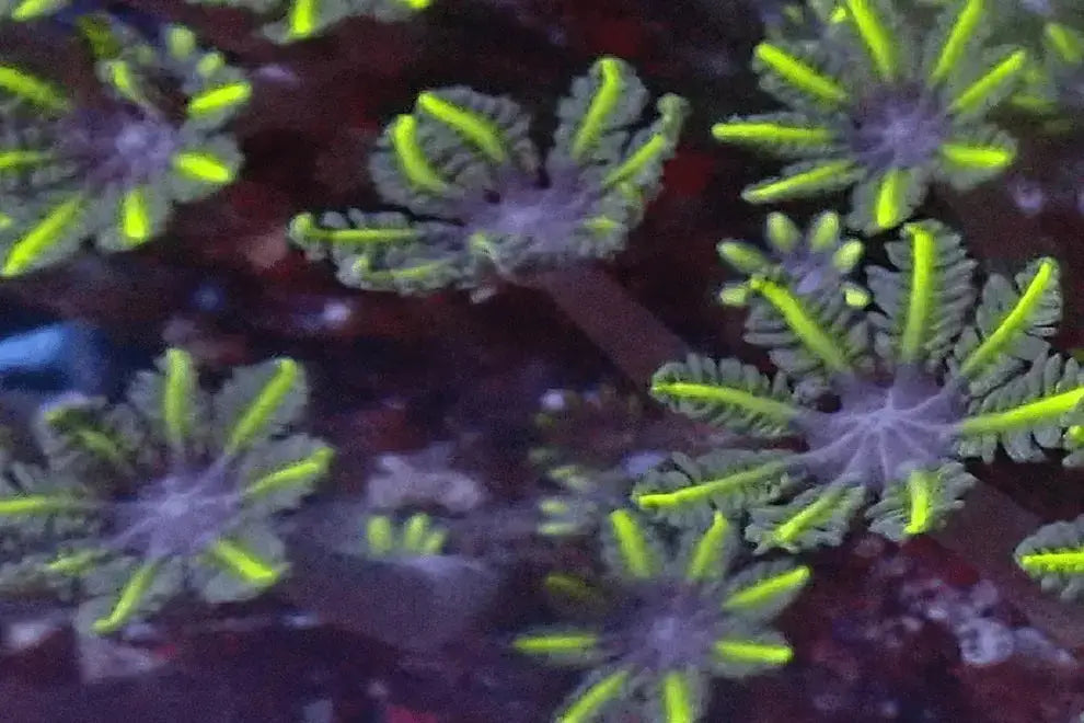 Clove polyps (Clavularia ssp) - Marine World Aquatics