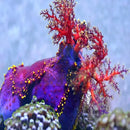 Clown Cucumber  (Pseudocolochirus violaceus) - Marine World Aquatics