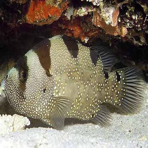 Clown Grouper (Pogonoperca punctata) - Marine World Aquatics