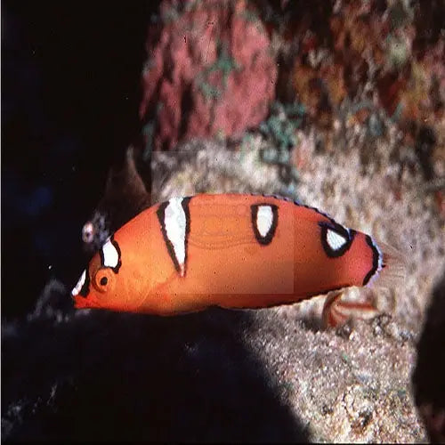 Clown Wrasse - Gaimard : J (Coris gaimard) - Marine World Aquatics