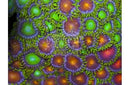 Coloured Polyp South Pacific (Zoanthus spp) - Marine World Aquatics