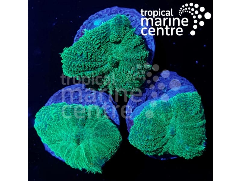 Small TMC Mushroom Frag - Vibrant Coral Specimen for Stunning Marine Aquariums