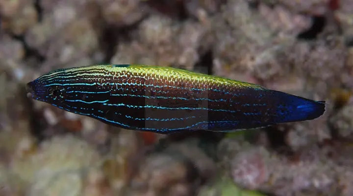 Comet Wrasse (Labropsis xanthonota) - Marine World Aquatics