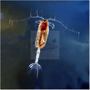 Copepods - Marine World Aquatics