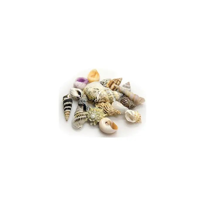 Hobby Snail / Crab Shell Set Medium Shells 10pcs - Marine World Aquatics