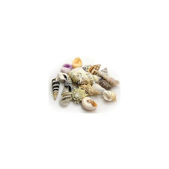 Hobby Snail / Crab Shell Set Medium Shells 10pcs - Marine World