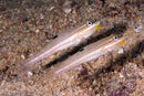 Crosshatch Goby (Valenciennea muralis) - Marine World Aquatics
