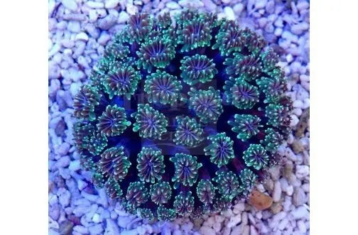 Crystal (Galaxea spp) - Marine World Aquatics