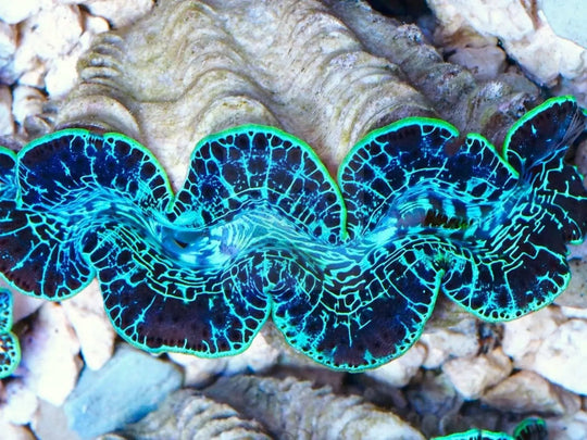 Crocea Cultured Clam - Crocea Ultra for Marine Reef Aquariums