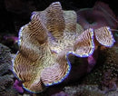 Cultured Clam - Derasa - Marine World Aquatics