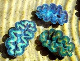 Cultured Clam - Squamosa - Marine World Aquatics