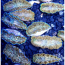 Special Offer x3 Cultured Clam - Derasa