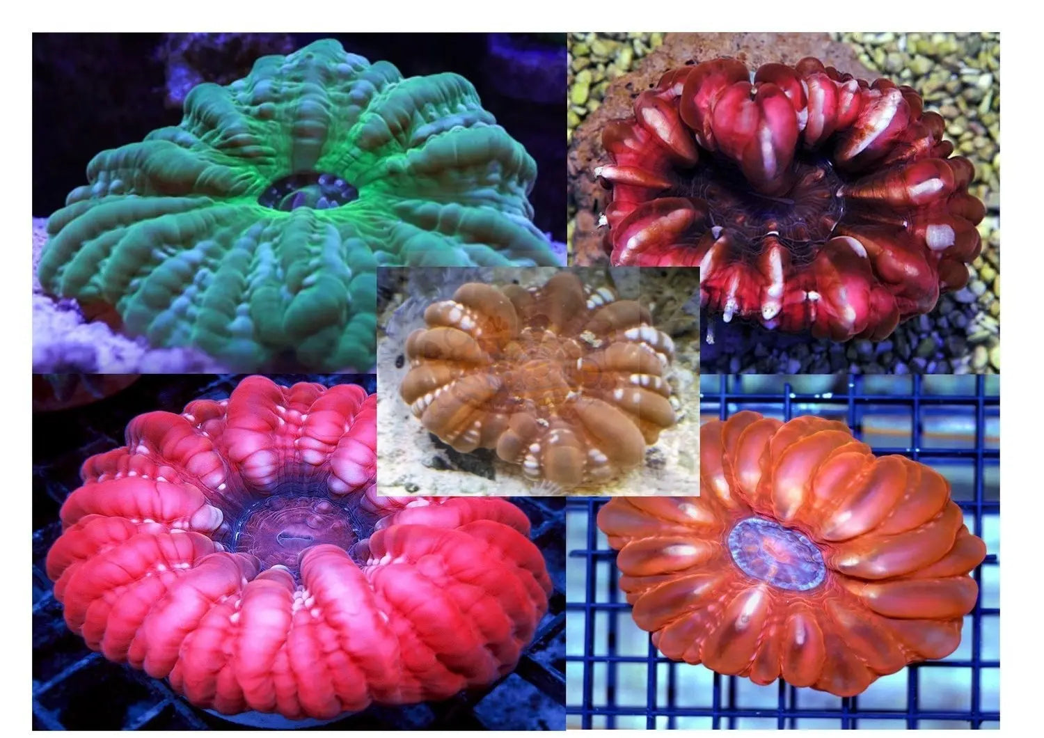 Cushion Coral Sea (Cynarina spp) - Marine World Aquatics