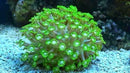 Daisy Cultured (Alveopora spp) - Marine World Aquatics