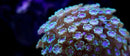 Daisy (Alveopora spp) - Marine World Aquatics