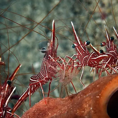 Explore Exquisite Shrimp Collection – Marine World Aquatics