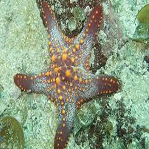 Deep Sea Starfish (Neoferdina cumingi) - Marine World Aquatics
