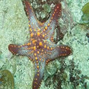 Deep Sea Starfish (Neoferdina cumingi) - Marine World Aquatics