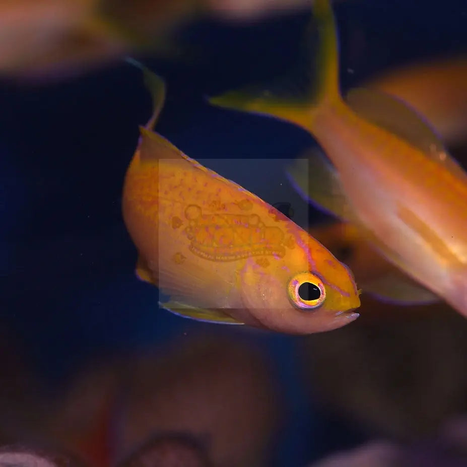 Diamond Anthias Pseudanthias cf parvirostris - Marine World Aquatics