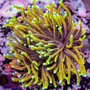 Dragon Soul (Euphyllia glabrescens) - Marine World Aquatics