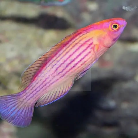 Earlei Dwarf Parrot (Cirrhilabrus eartei) - Marine World Aquatics