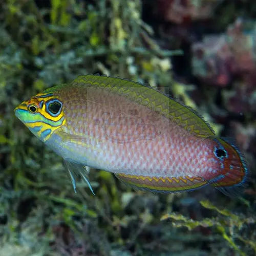 Earmuff Wrasse (Halichoeres melasmapomus) - Marine World Aquatics