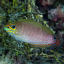 Earmuff Wrasse (Halichoeres melasmapomus) - Marine World Aquatics