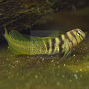 Elegant Blenny (Omobranchus elegans) - Marine World Aquatics