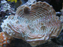 Elephant Skin (Pachyseria spp) - Marine World Aquatics