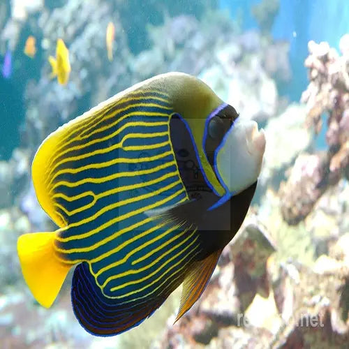 Emperor Angel : A (Pomacanthus imperator) - Marine World Aquatics