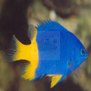 Emperor Damsel (Chrysiptera cf parasema) - Marine World Aquatics