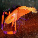 Emperor Shrimp (Periclimenes imperator) - Marine World Aquatics
