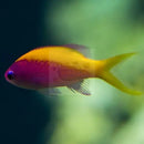Evansi Anthias (Pseudanthias evansi) - Marine World Aquatics
